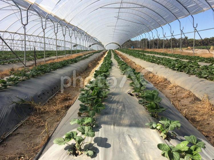 オーストラリアのハウスいちごです。 ハウス,栽培,田舎の写真素材