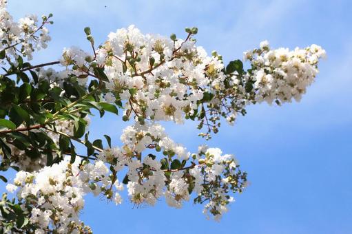 Photo, summer, crisp berry, flower, 