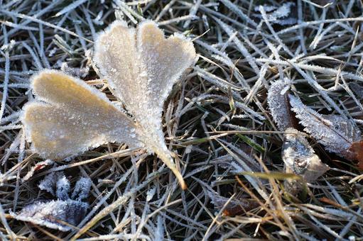 霜化粧した葉っぱ01 霜,初冬のイメージ,葉の写真素材