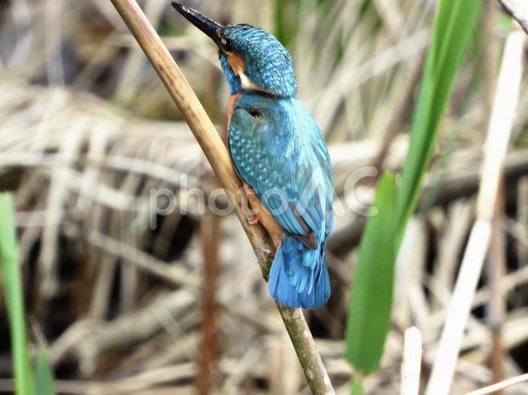 ヨシにつかまるカワセミ 鳥,野鳥,カワセミの写真素材