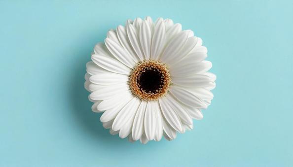 一輪のガーベラの花 一輪のガーベラの花の写真
