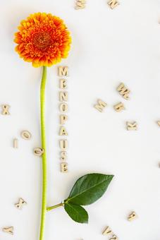 「MENOPAUSE」の文字とガーベラ 生理,月経,menopauseの写真素材