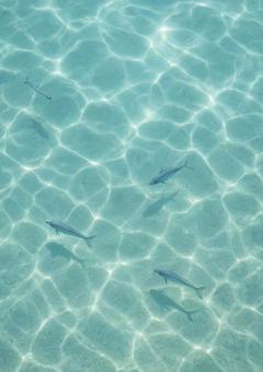 透明な水面と魚 透明な水面と魚の写真