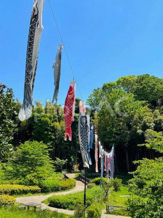 公園に飾られた、沢山の鯉のぼり 鯉のぼり,空,青空の写真素材