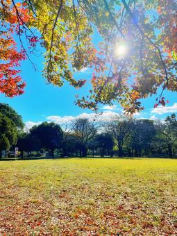 晴天の青空と紅葉のイチョウとモミジ 晴天の青空と紅葉のイチョウとモミジの写真