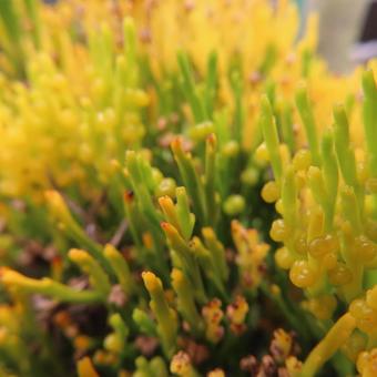 マツバラン（松葉蘭） マツバラン,松葉蘭,花の写真素材