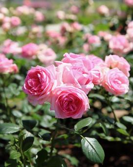 ピンクのバラの花の写真