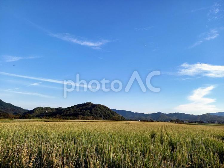 青空と実りの秋 空,山脈,田んぼの写真素材