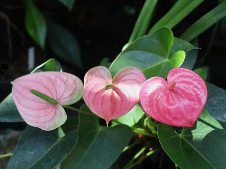 観葉植物　アンスリウム アンスリウム,観葉植物,熱帯植物の写真素材