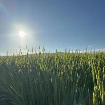 朝日に輝く稲穂 朝日に輝く稲穂の写真