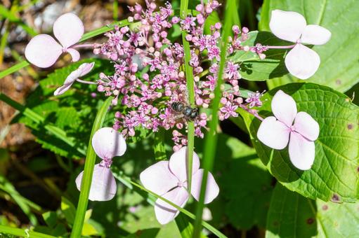 ガクアジサイと蜜を集める蜂 ガクアジサイと蜜を集める蜂 ガクアジサイ,花,花びらの写真素材