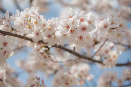 桜 桜の写真