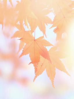 水彩調柔らかいソフトな楓の紅葉アップ 水彩調柔らかいソフトな楓の紅葉アップ もみじ,紅葉,カエデの写真素材