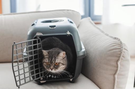 ゲージから遠くを見る猫 ゲージから遠くを見る猫 猫,ブリティッシュショートヘア,見つめるの写真素材