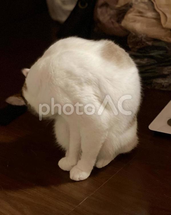 夜中に毛づくろいをするシャム系猫様 猫,シャムトラ,毛づくろいの写真素材
