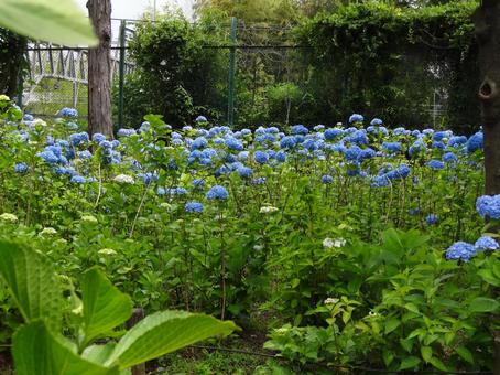 紫陽花の群生 紫陽花の群生の写真