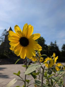ひまわり 滝野すずらん公園 ひまわり 滝野すずらん公園 花,滝野,滝野すずらんの写真素材