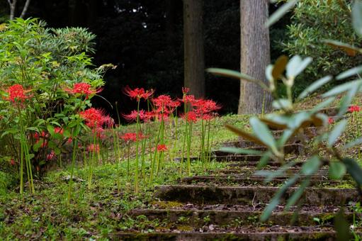 彼岸花の風景 彼岸花の風景の写真