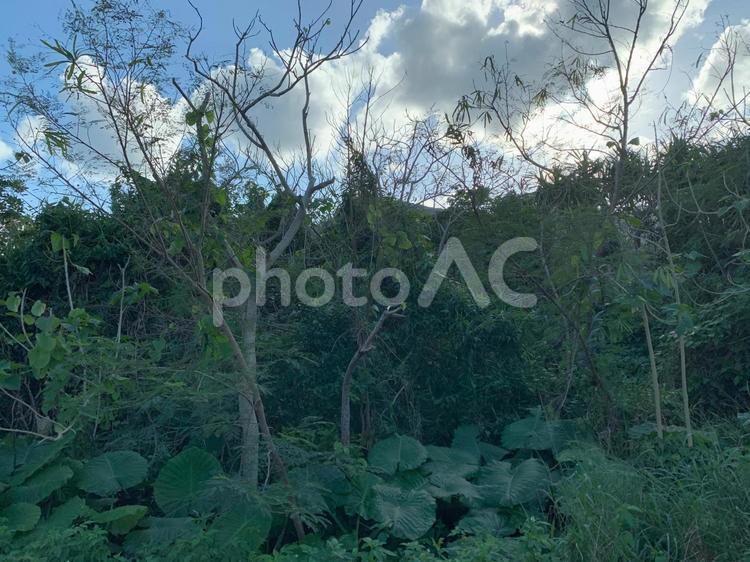 南国の草花とクワズイモの葉 沖縄,クワズイモ,自然の写真素材