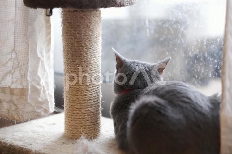 猫の日常の素材 猫,ロシアンブルー,catの写真素材