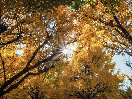 イチョウと光芒 明治神宮,外苑,イチョウの写真素材