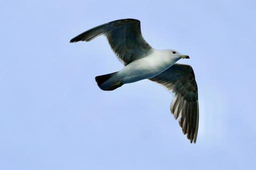 海上の空飛ぶ鳥 海上の空飛ぶ鳥の写真
