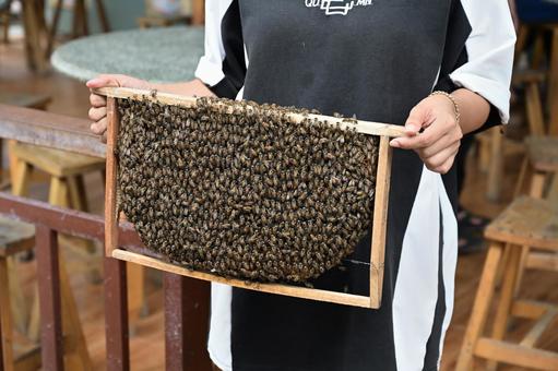 ベトナム 蜂の巣 ベトナム 蜂の巣 蜂の巣,ハチの巣,ベトナムの写真素材