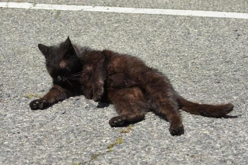 ねこ 箱座り,飼い猫,家猫の写真素材