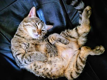 このポーズはどう? このポーズはどう? キジトラ,手がクロス,ネコの写真素材