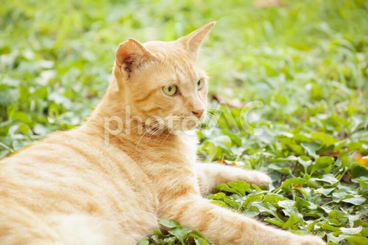 凛とした表情のネコ 猫,ねこ,ネコの写真素材