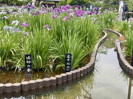 堀切菖蒲園 曇り空の下咲き誇る花菖蒲 堀切菖蒲園 曇り空の下咲き誇る花菖蒲 癒し,壁紙,花畑の写真素材
