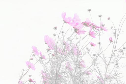 白背景ハイキー調のコスモスの花畑 白背景ハイキー調のコスモスの花畑の写真