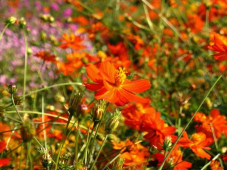花壇に咲くキバナコスモスのディアボロ キバナコスモス,花,植物の写真素材