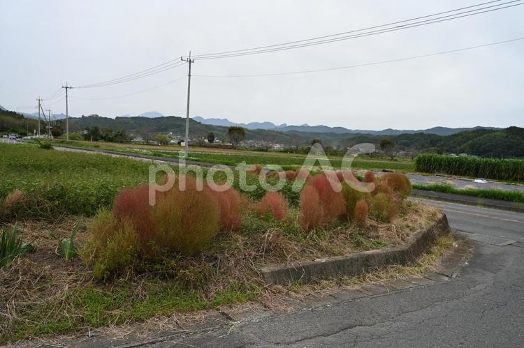 近所の畑にある色付き始めたコキア 箒草,秋,赤色の写真素材