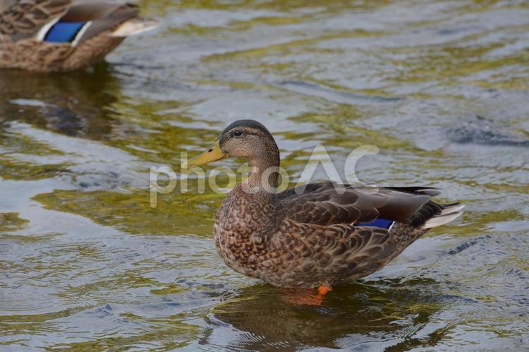 鴨さん♪ 鴨,鳥,どうぶつの写真素材