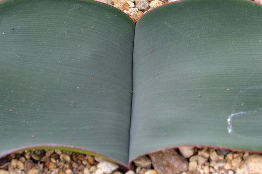 Symmetrical agave leaves, JPG Symmetrical agave leaves, JPG