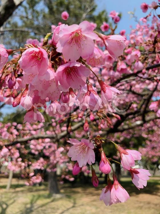 寒緋桜 寒緋桜,カンヒザクラ,さくらの写真素材