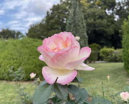 秋薔薇プリンセスドゥモナコ 薔薇,プリンセスドゥモナコ,秋薔薇の写真素材