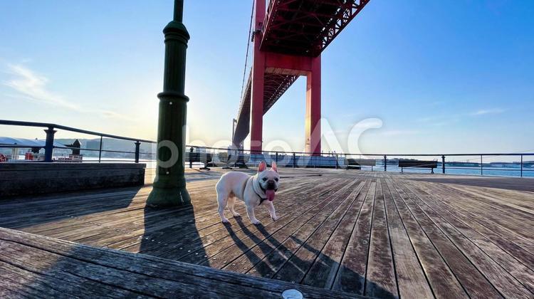若戸大橋とフレブルの散歩風景 フレンチブルドッグ,犬,若戸大橋の写真素材