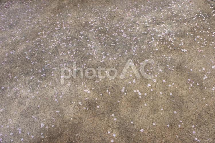地面に落ちた桜の花びら-1 桜,サクラ,花びらの写真素材