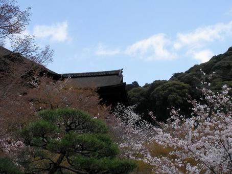 京都 清水寺 京都 清水寺の写真