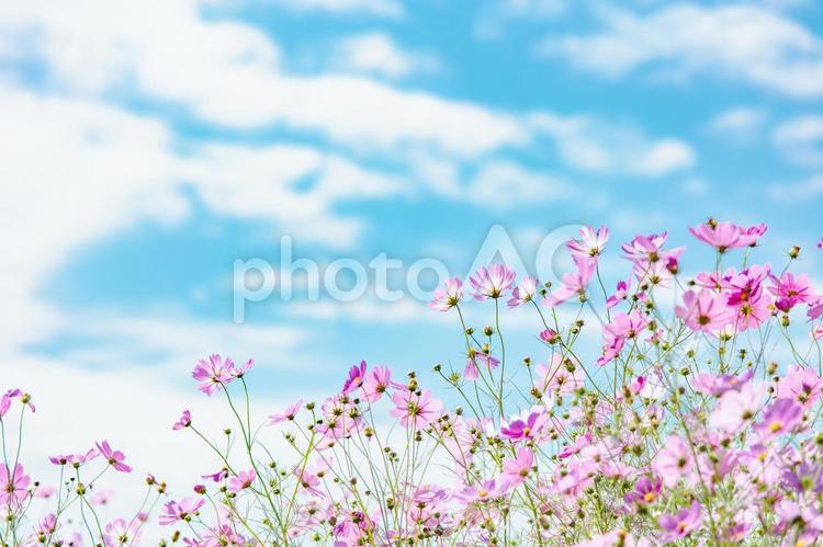 空に映えるピンクのコスモス畑 コスモス,秋,花の写真素材
