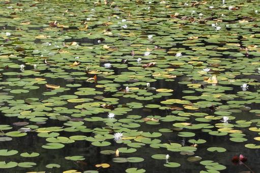 Water lily pond, JPG