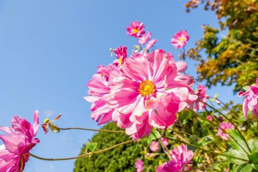 コスモス(75) 花,コスモス,アキザクラの写真素材