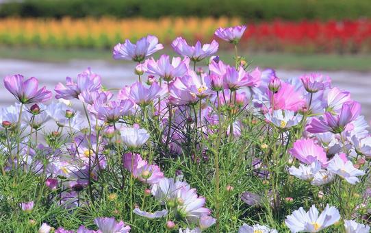 ホワイトピンクのコスモスの花 ホワイトピンクのコスモスの花 コスモス,秋,花の写真素材