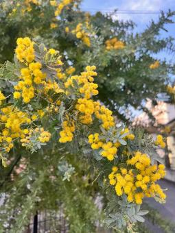 ミモザ ミモザ,花,春の写真素材