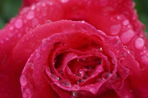 雨に濡れたバラ(マリアカラス)10 雨に濡れたバラ(マリアカラス)10 バラ,薔薇,春バラの写真素材