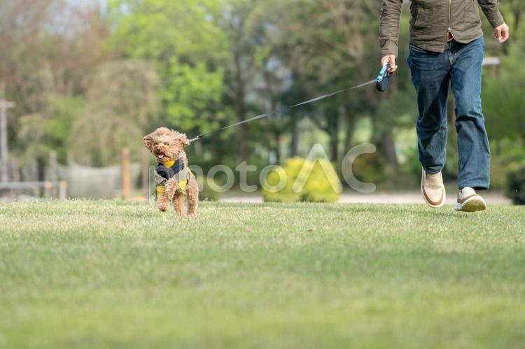 春の公園で散歩するトイプードル トイプードル,トイプー,ドッグランの写真素材