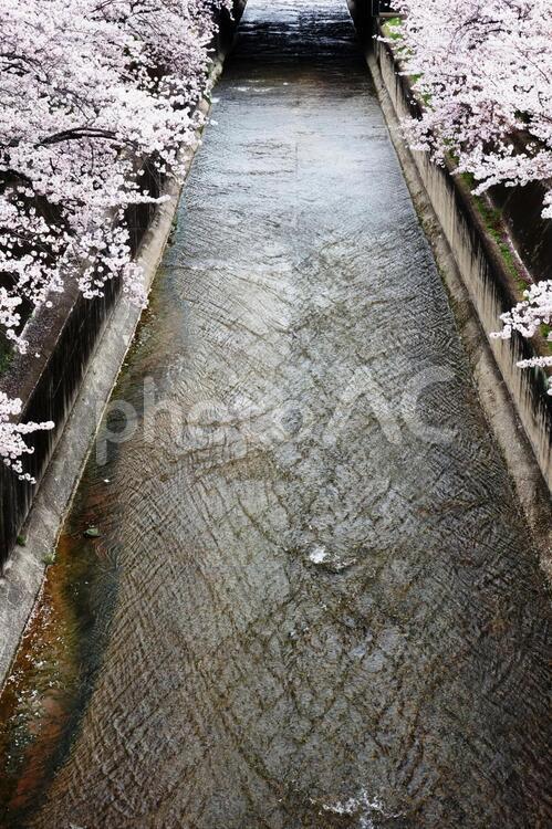 新神戸街並み 新神戸,街並み,桜の写真素材