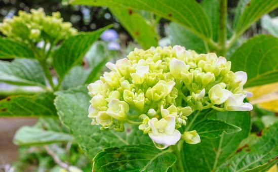 華麗なアジサイの花20 華麗なアジサイの花20の写真